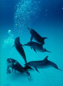 Spotted Dolphins, Bahamas  Nikon F4, 18mm, Aquatica by Andrew Dawson 